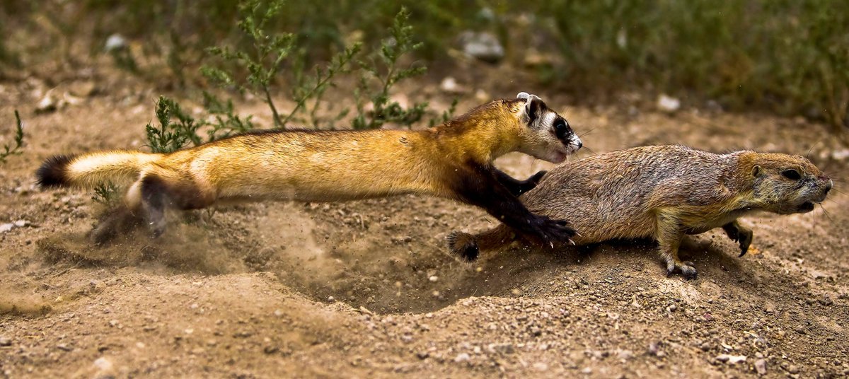 extinctoftheday's tweet photo. Black-footed ferret
(Mustela nigripes)

~ lives in: central North American prairies
~ cause of extinction: decline in prairie dog populations, plague
~ last seen: declared extinct in 1979 &amp; extinct in the wild in 1996
~ status: endangered

📸: USFWS Mountain-Prairie https://t.co/vGhr6UN1tF