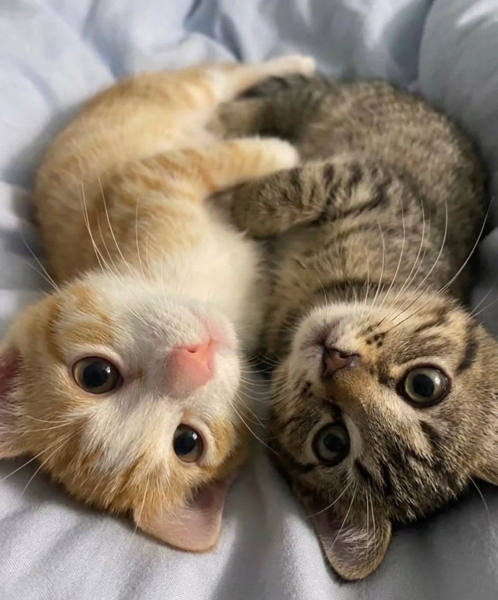 catsworldaura tweet picture