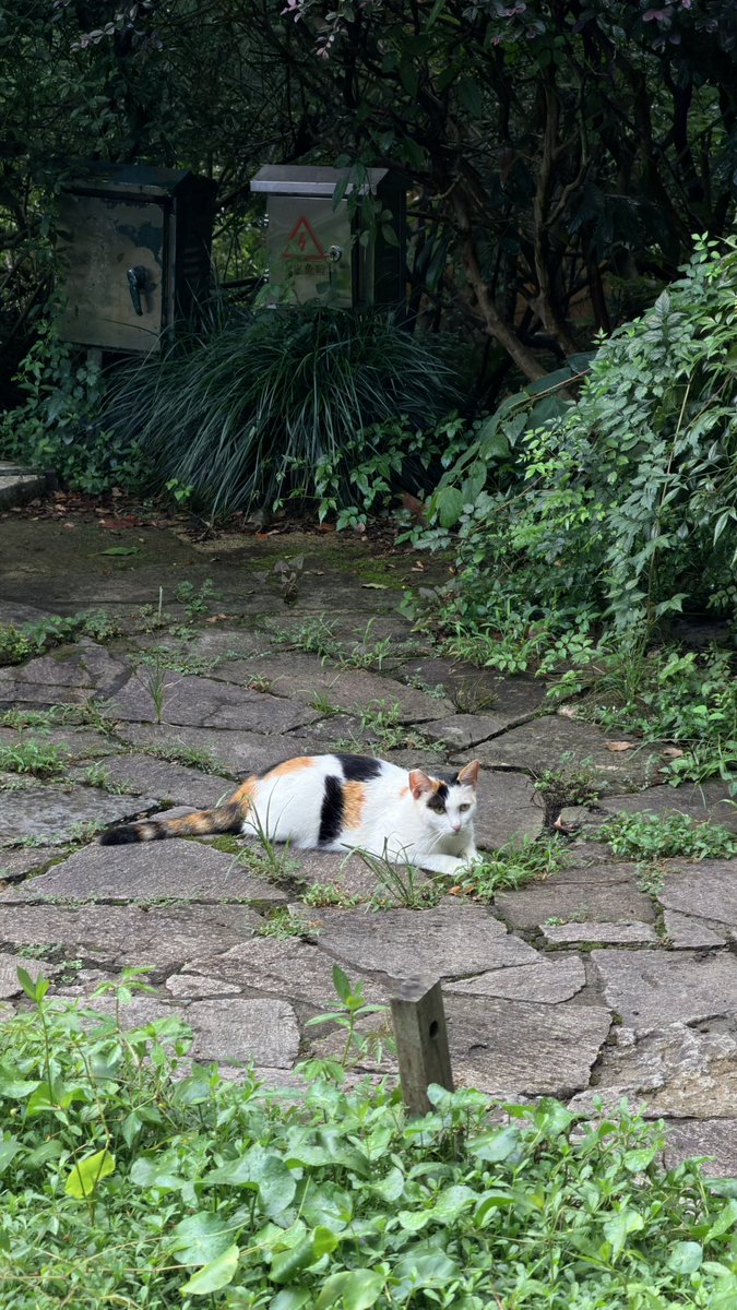 chnchngzi's tweet photo. 也想在寺庙里当一只悠闲的小猫。 #猫 #cat #互关 https://t.co/tHAoTDCdBR