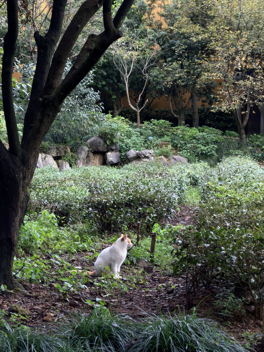 chnchngzi's tweet photo. 也想在寺庙里当一只悠闲的小猫。 #猫 #cat #互关 https://t.co/tHAoTDCdBR