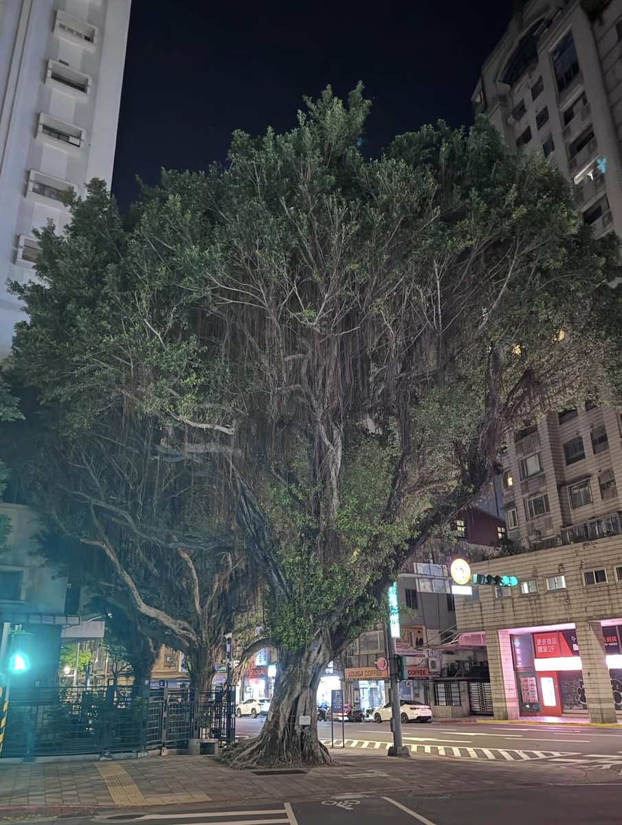 OttoHuang120's tweet photo. 台北市 金甌女中、 中正紀念堂 旁邊的
這一棵參天大樹，即將要被蔣萬安市府砍掉了
有誰相信，被蔣萬安 市府 砍掉的5819 棵樹，都有 生病？ https://t.co/cOrLNuPOGS