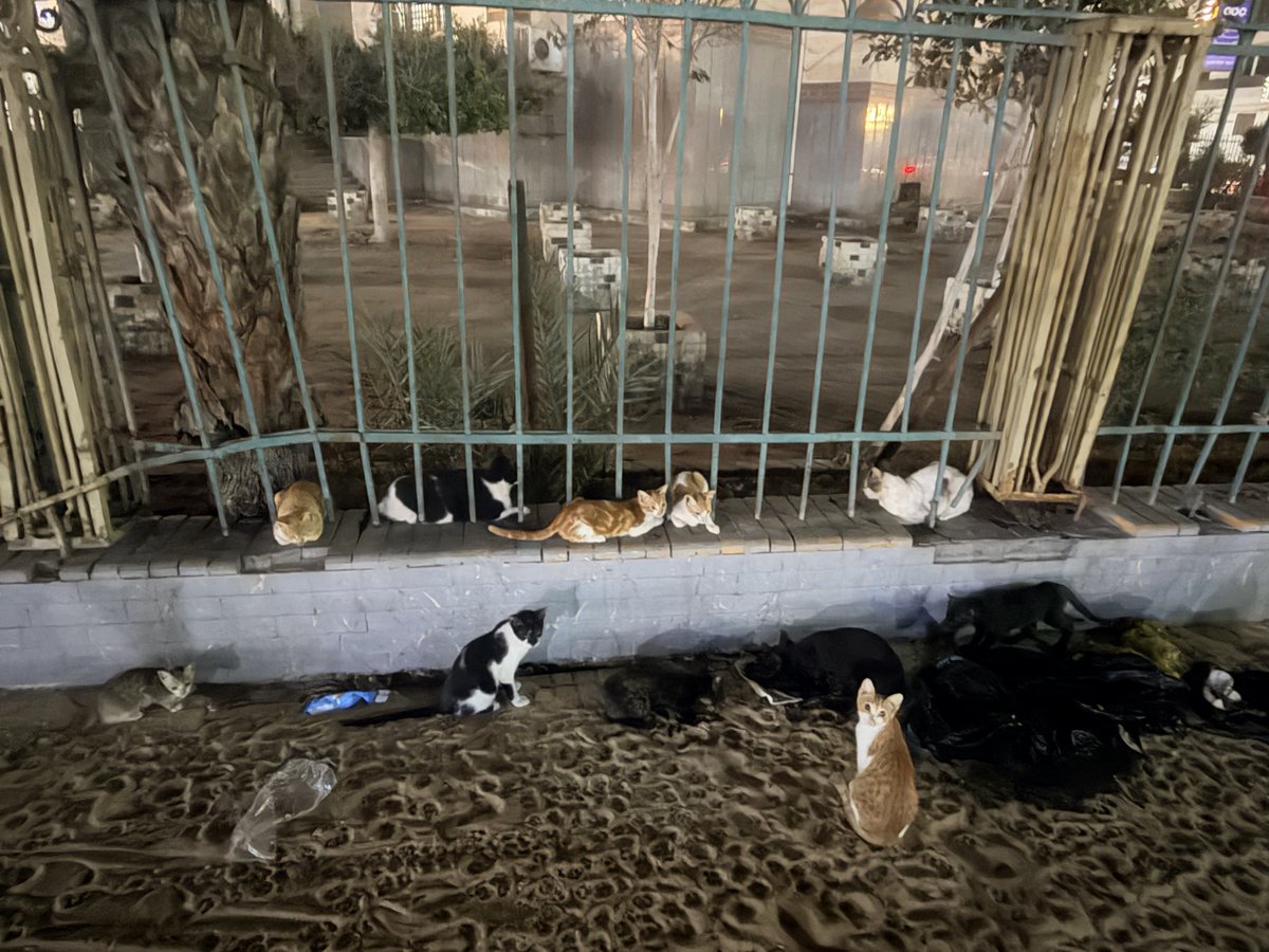 earthmover_'s tweet photo. @LynAldenContact Street gatitos in a “poor” neighbourhood about 2 yrs ago!!!! Missing Egypt a lot… https://t.co/nb98iIMhsd