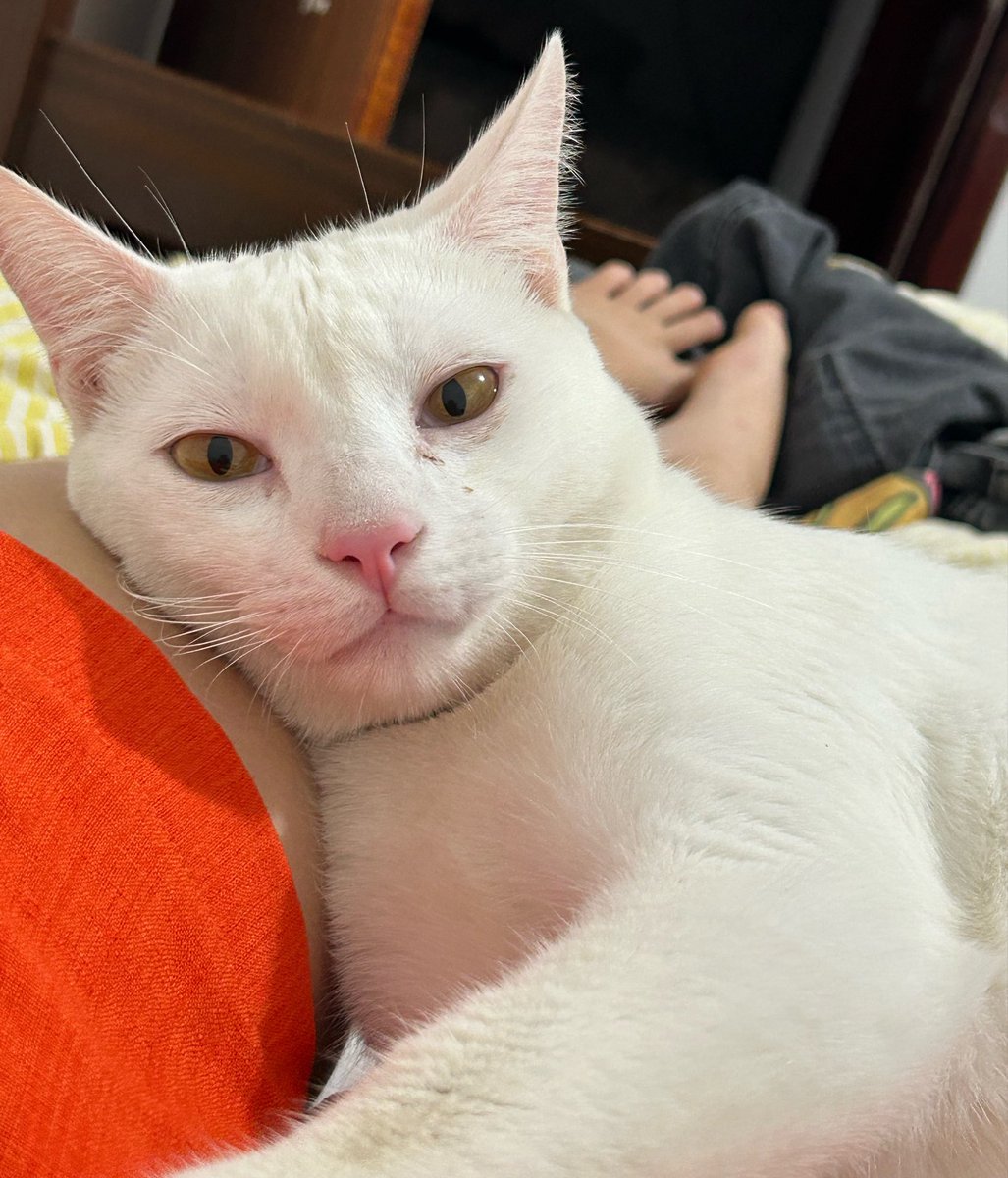 dinosahuro's tweet photo. 40 anos de azar pra quem não der boa noite pro meu gato https://t.co/yyTSXYEchh