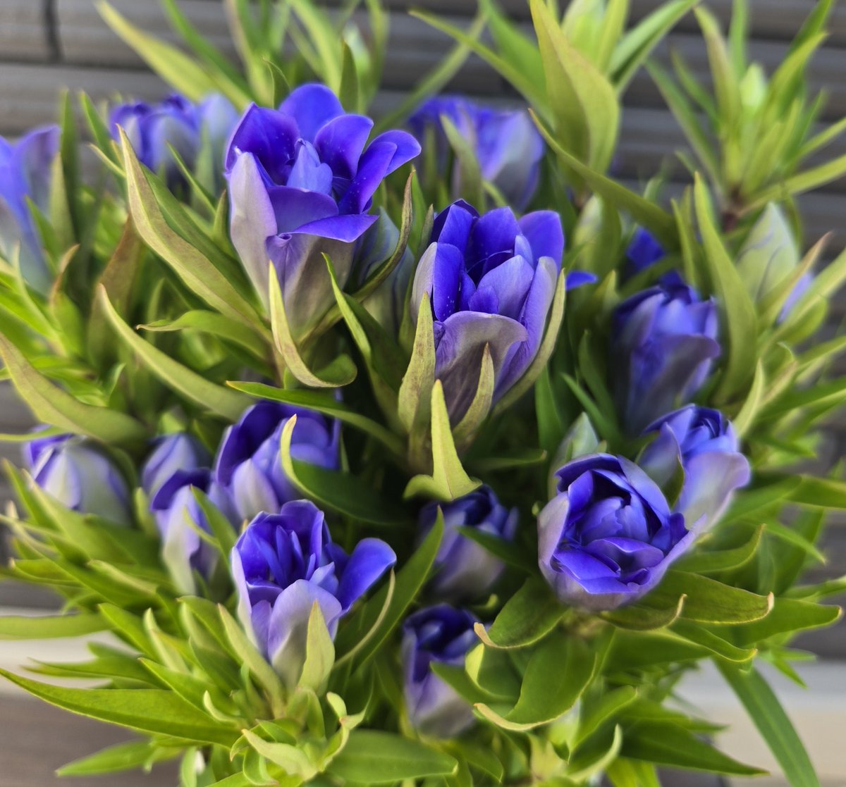 karasumadays's tweet photo. 帰宅したらちょっと花がひらいてる…！
眺めてから影に移動🥰 https://t.co/hDZkwBh0l5