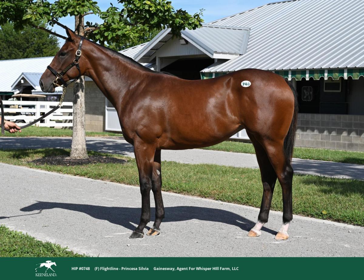 idolhorsedotcom's tweet photo. 🇺🇸 Flightline × Princesa Silviaの牝馬は、32.5万米ドル（約5000万円）で落札。伯父に米年度代表馬のセイントリアム、近親のガンランナーは種牡馬としても活躍中。

落札者は 🇯🇵 橋田宜長調教師。今年開業の国際派トレーナーが、良血フライトライン産駒を落札です。

#キーンランド @keenelandsales https://t.co/cPCEaHPtR7