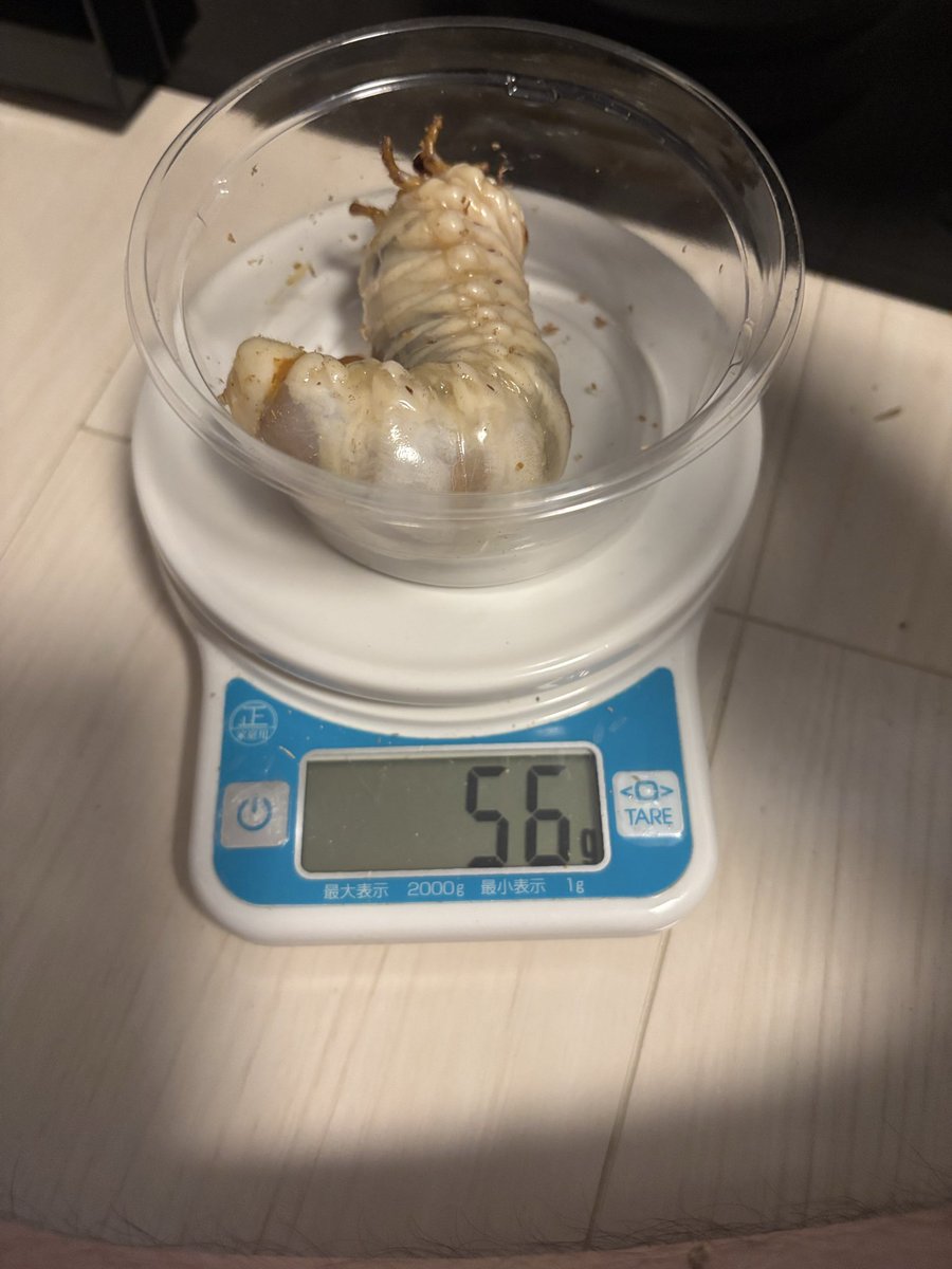 ahomine052's tweet photo. タランドゥスの幼虫、自分が見る中で体重の乗り更新🆙
このラインマジでオスだと思われる幼虫達デカイ😳 https://t.co/BcOPsopxTb