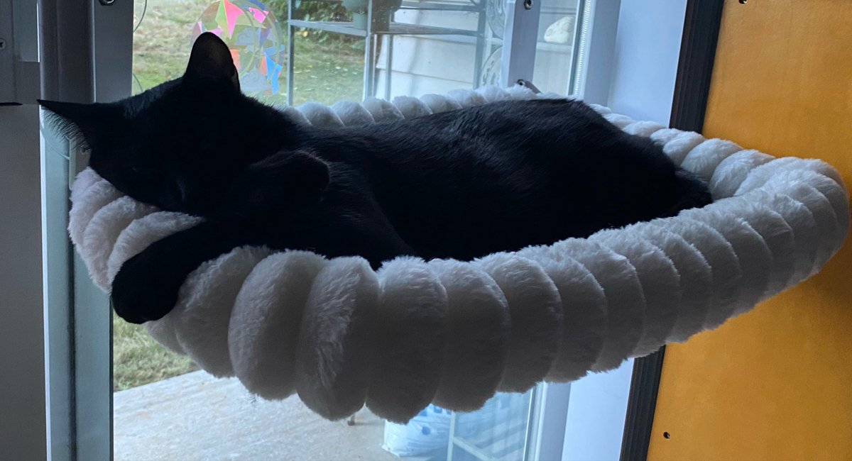 BrieandRingo's tweet photo. Snoozin https://t.co/ZbQkCnBb1d