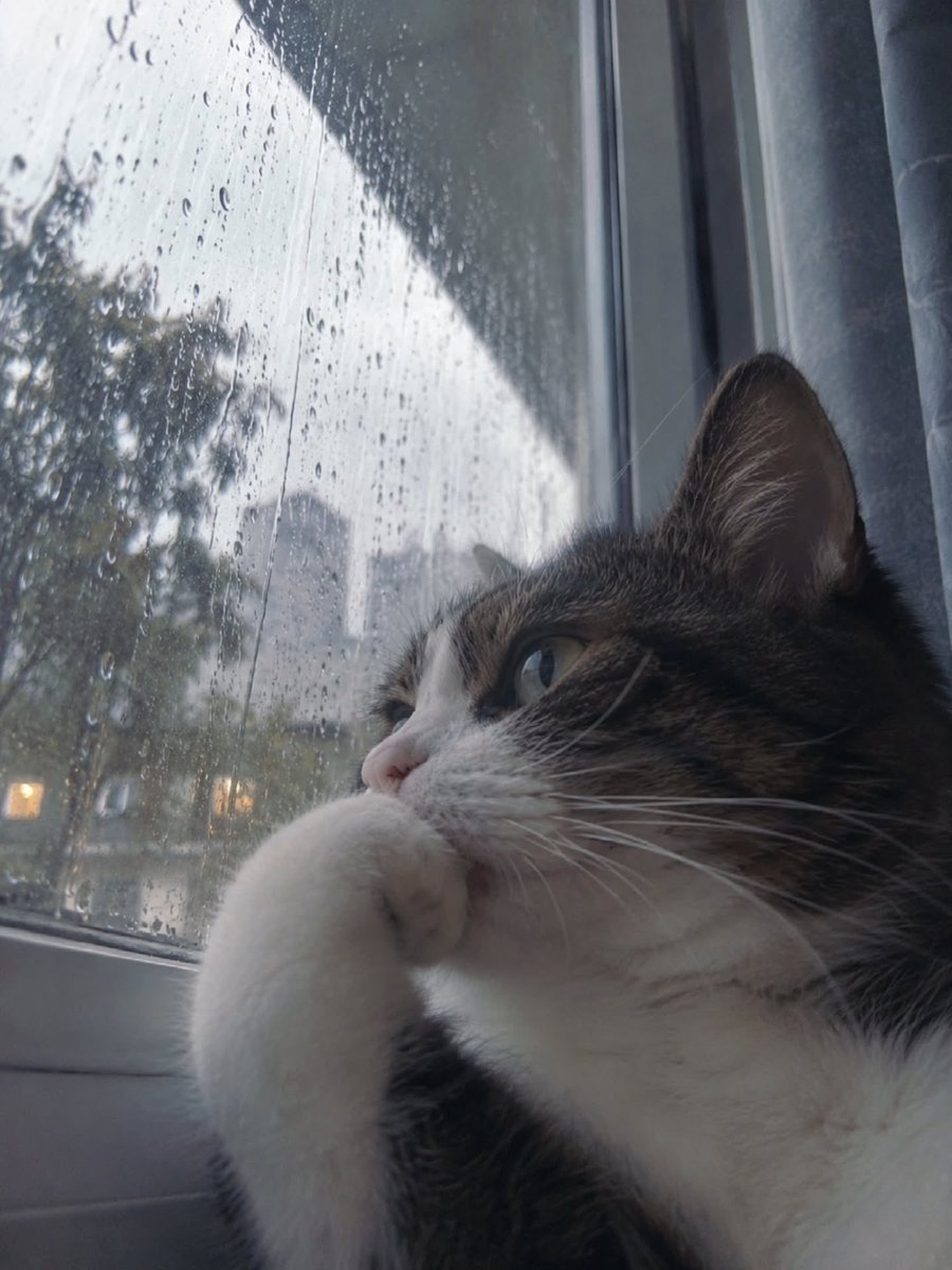 ZhangQingd's tweet photo. 各位你们能看见小猫的帖子吗？

小猫感觉被世界抛弃了 https://t.co/uoMwEinVsY