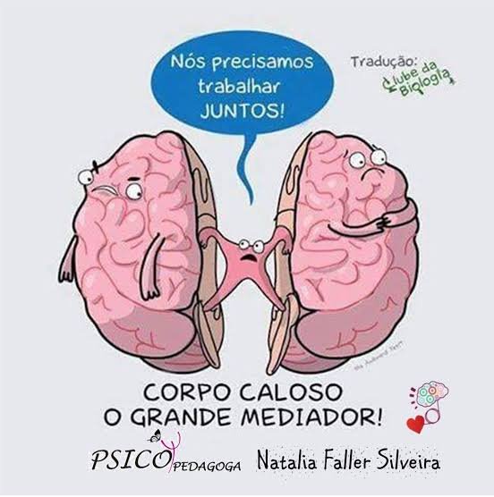 devpaulao's tweet photo. @falaroge E o corpo caloso é o nervo que liga os dois hemisférios do cérebro, por onde passam as fibras q ligam os neurônios de um lado pro outro... Perdi milhares de  neuronios com isso... https://t.co/6DTFAtDO9t