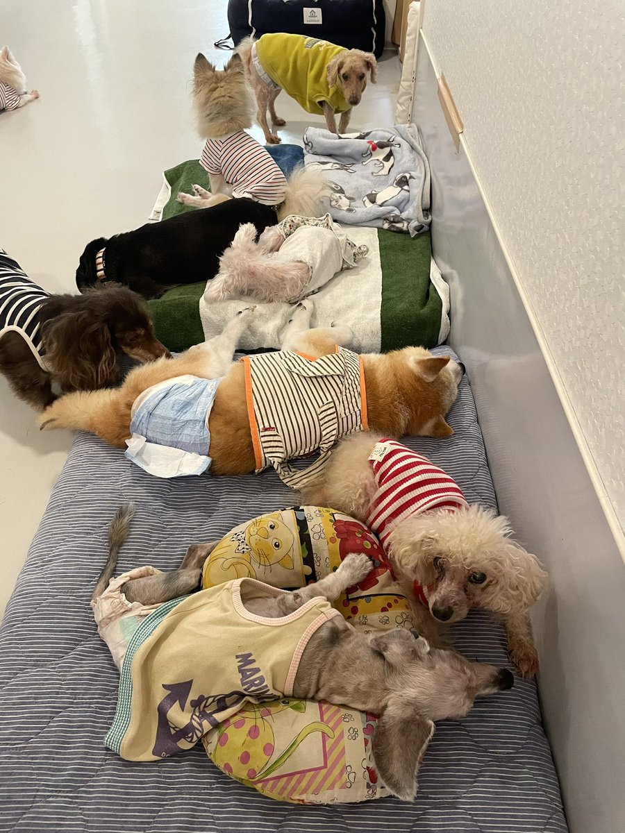 daigolotus's tweet photo. お昼寝しようと集まってきたみんなでベッドはぎゅうぎゅう🛌💭
そろそろ満員ですが、まだまだ仲間が増えそう🎶
#老犬介護  #老犬ホーム https://t.co/RZHgyUQIKC