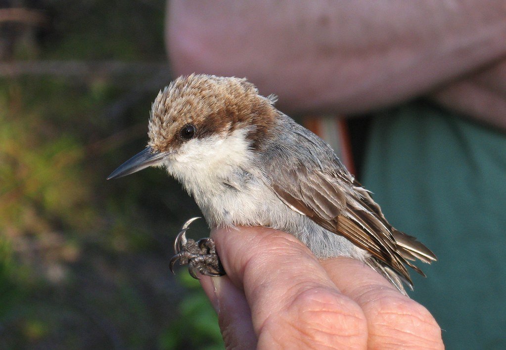 extinctoftheday's tweet photo. Bahama nuthatch
(Sitta insularis)

~ lived in: Grand Bahama pineyards
~ cause of extinction: habitat loss, invasive species, hurricanes
~ last seen: 2018
~ status: critically endangered, most likely extinct following Hurricane Dorian in 2019

📸: Tom Benson, CC BY-NC-ND 2.0 https://t.co/CvNIceubb3