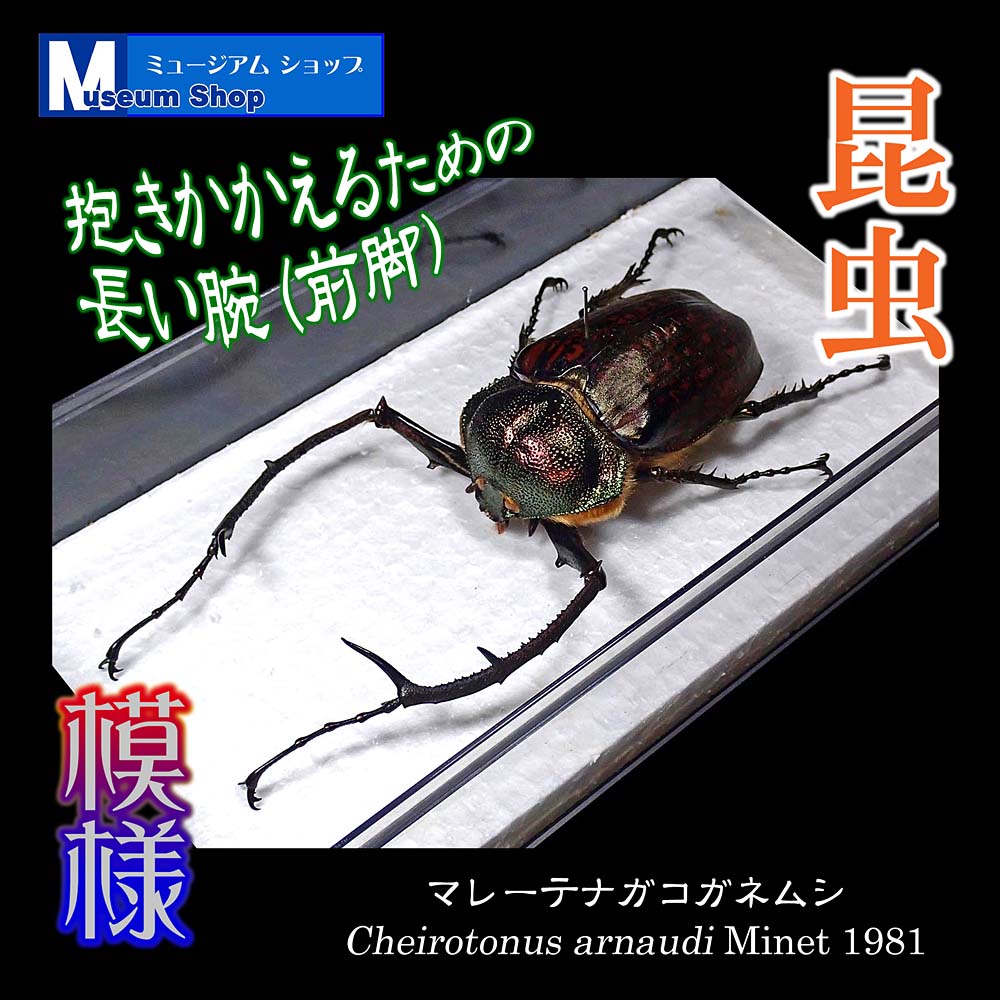 shop_museum's tweet photo. #昆虫 #コガネムシ
マレーテナガコガネムシ
Cheirotonus arnaudi　マレーシア

交尾の際にメスに逃げられないための「前脚」
… それだけのために、長くなった？
子孫を未来に残すための進化。
最近の人類は…😢
https://t.co/EEOrf1kzb7
#ミュージアムショップ
#昆虫標本 #デザイン #美術 https://t.co/OS2D7IDjrO