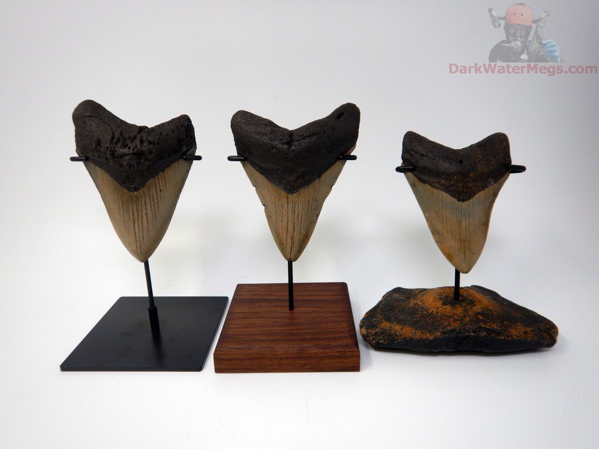 DarkWaterMegs's tweet photo. Which is your favorite stand type.
Steel, wood, or whale vertebra (fossil) ?

Dive into more information / pictures / videos on megalodon teeth and the Dark Water Megs megalodon jaw:
https://t.co/9KH3P2JlYL

#Megalodon #MegalodonTeeth #Megalodontooth #MegalodonShark #MegalodonFossil #MegalodonJaw #MegTeeth #Meg #SharkTeeth #SharkTooth #SharkToothFossil #SharkFossil #SharkToothHunting #Fossils #Fossil #Fossilhunting #Fossilhunter #FossilCollection #RareFossils #Sharks #Shark #Paleontology #Paleo #Prehistoric #AncientShark #Ocean #SharkWeek #UniqueGifts #gifts #DarkWaterMegs