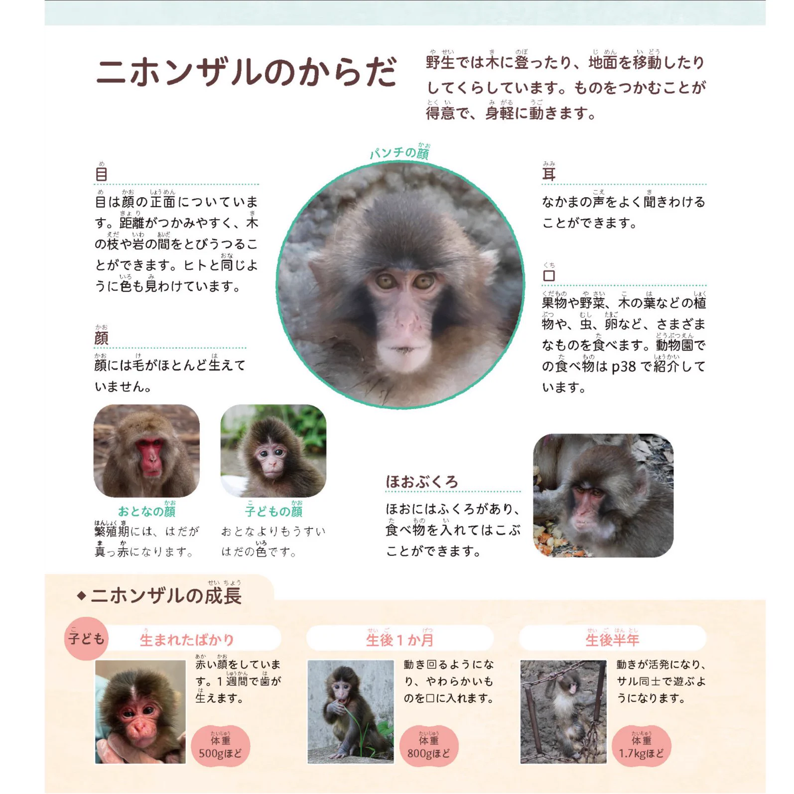 #がんばれパンチ　★台紙のみ★ セット売り 学研の図鑑LIVE 〈公式〉 on X: 