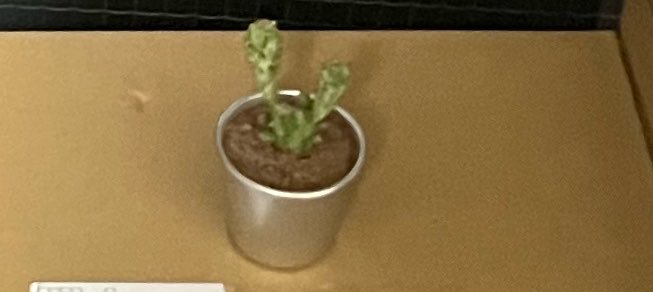 Nocturne__No9's tweet photo. 人生に潤いが欲しくて、サボテンを飼い始めた。

名前はまだない。 https://t.co/rqcmiA5wZr
