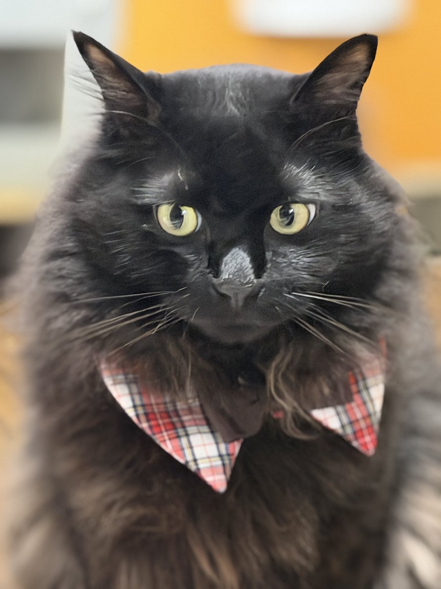 Ay238Ma's tweet photo. #猫かわいい

3兄妹みんなお揃いの
チェック柄のコリエにしたよ♡♡♡ https://t.co/IZjNXdc3KN