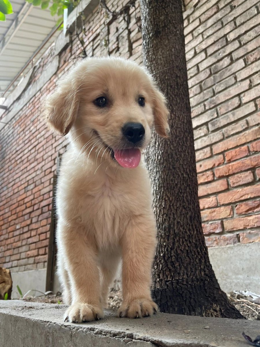 jaspo780494's tweet photo. My rescue pup just hit his 6-month mark! From a wobbly 2lb ball of fur to zooming around the backyard like a tiny tornado—every wet nose, silly zoom, and quiet snuggle makes my heart full. Grateful for this little chaos partner https://t.co/rHNMID7vyV