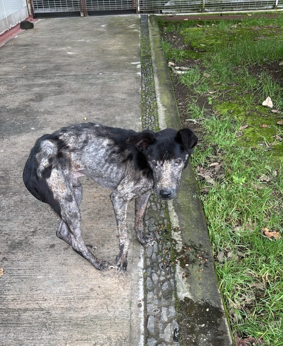HELA_MORE's tweet photo. 🐾 Hola, me llamo Juanito y necesito tu ayuda. 🖤

Desde siempre mi vida ha sido muy difícil. Las únicas caricias y muestras de amor que conocí alguna vez fueron las de mi mami, pero un día simplemente desapareció y yo tuve que seguir mi camino.

Tuve que sobrevivir solo, enfrentándome a la indiferencia y a la crueldad de las calles. 💔

No quisiera molestarte, pero hoy más que nunca necesito de ti.

Estoy muy enfermo, muy cansado y demasiado delgado. Mi cuerpecito ya no puede seguir así y necesito urgentemente que alguien me mire y diga:

“Yo te voy a ayudar.” 🥺

No sé cuánto tiempo más pueda resistir allá afuera. Solo sé que quiero conocer lo que se siente tener una cama, comida, cuidados y, sobre todo, saber que alguien no me va a abandonar otra vez.

🙏 ¿Puedes recibirme?

Estoy en CDMX y Hela puede ayudarme con el traslado.

Si puedes ofrecerme un hogar temporal o definitivo, por favor escríbenos. Quizá tú seas esa persona que Juanito ha estado esperando toda su vida. 🖤🐾

No quiero seguir sobreviviendo. Quiero, por fin, empezar a vivir.