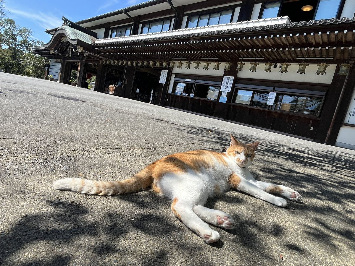 rendai_ji's tweet photo. 本日のふーちゃんです

今日は過ごしやすそうな天気でふーちゃんも朝から境内地でごろごろしています🐾 https://t.co/d3ASFIKPjQ