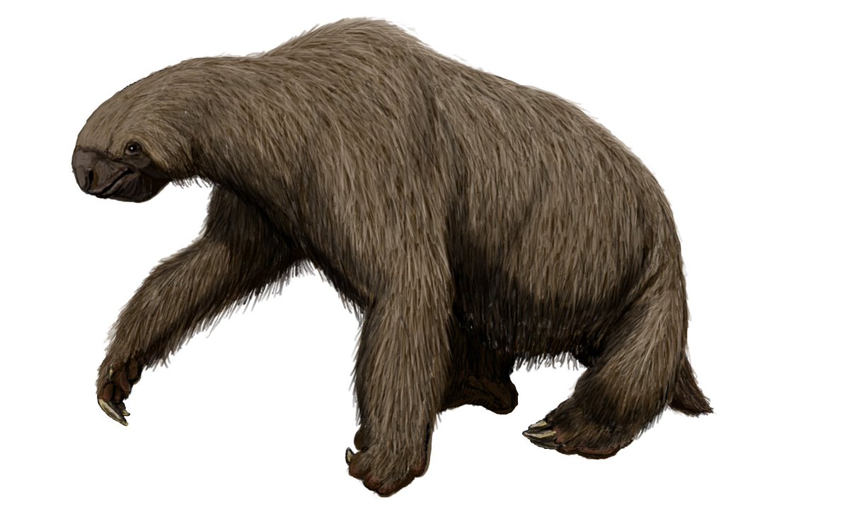 extinctoftheday's tweet photo. Jefferson's ground sloth
(Megalonyx jeffersonii)

~ lived in: widespread across North America
~ cause of extinction: unknown, possibly overhunting
~ last recorded: 9540–9420 BC
~ status: extinct

📸: https://t.co/jju9vKaQ3y https://t.co/mYIBMbjI6k