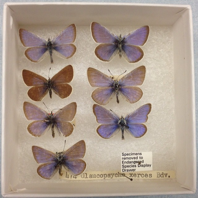 extinctoftheday's tweet photo. Xerces blue
(Glaucopsyche xerces)

~ lived in: sand dunes of the San Francisco Peninsula
~ cause of extinction: habitat loss from urbanization
~ last seen: early 1940s
~ status: extinct

📸: https://t.co/5pgIudEfBJ https://t.co/5pHc1GDXVd