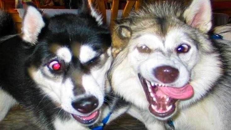 keettp's tweet photo. As a husky owner I’m certified to tell you that the twins have 100% husky personalities. https://t.co/2yALpsMsHR