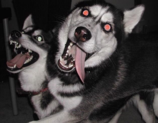 keettp's tweet photo. As a husky owner I’m certified to tell you that the twins have 100% husky personalities. https://t.co/2yALpsMsHR