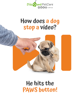 DiscPetCareAU's tweet photo. When your dog knows exactly what to do when the video gets boring… 🐶😂
Just hit the PAWS button and carry on with life! 🐾▶️
#discountpetcare #discountpetcareau #doghumour #dogsofaustralia #doglife #petparents #doglovers #funnydogs #dogmemes #australianpets #petsofinstagram https://t.co/LnR8vkHSXa