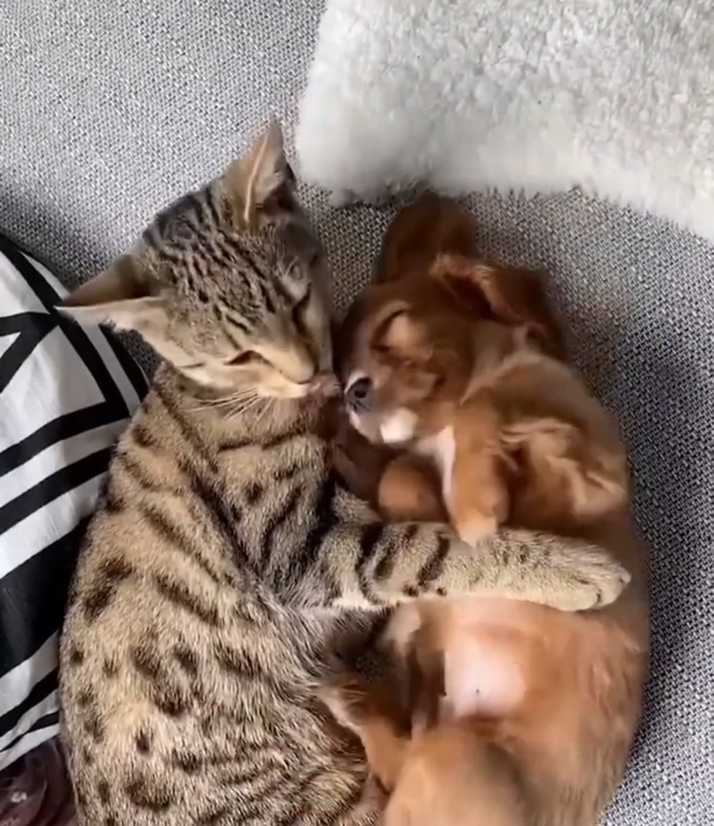 eusto910254's tweet photo. Nothing beats coming home to a wagging tail and a warm purr  Best sidekicks forever. https://t.co/piUR2RRBJD