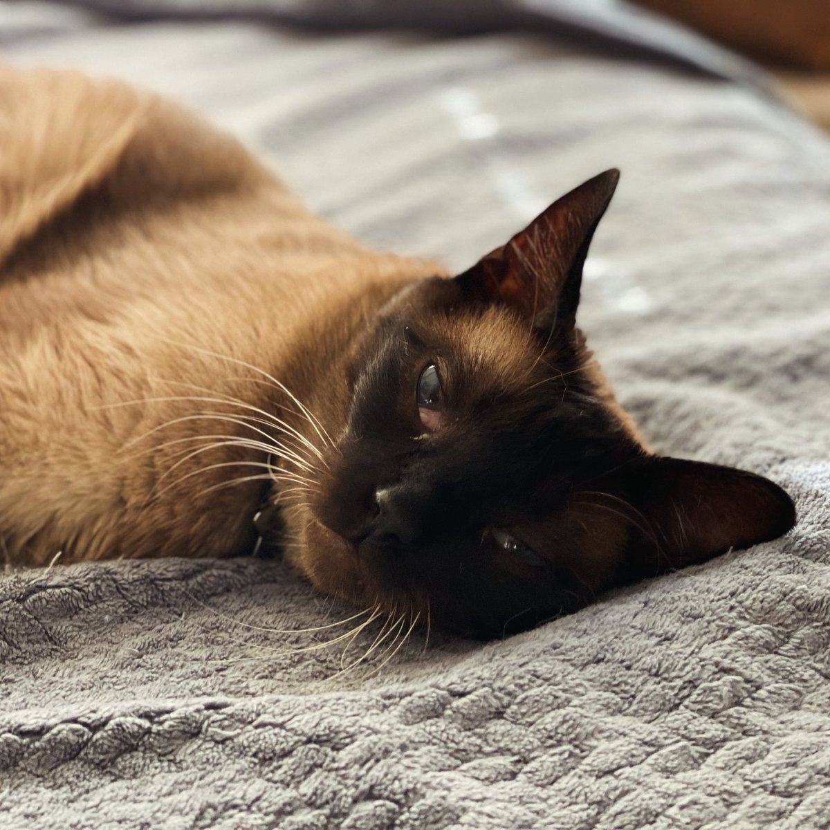 kelly2819's tweet photo. Wednesdays…right?? 🩵
@tippyandmerle
Please support my sis, Tippy! Any amount donated is greatly appreciated…thank you 💕!! https://t.co/KmgucQMqws
#Wednesday #WhiskerWednesday #Whiskers #CatsOfSanFrancisco #SiameseCat #Siamese #Meezer #AdoptDontShop #TippyAndMerle https://t.co/54Lv3G9xvn