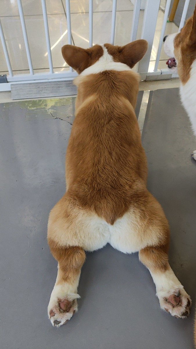 fletb660054's tweet photo. Found my new partner in crime—this tiny pup has turned every boring workday into a cozy adventure. https://t.co/LCjG4Gq6ik