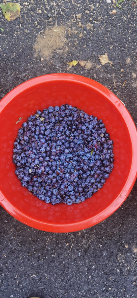 joyei069626's tweet photo. Just tried the fresh wild blueberries from local farms—burst with juicy sweetness, zero bitter aftertaste, perfect for morning oats or snacking! ， https://t.co/nRafiHUVVz