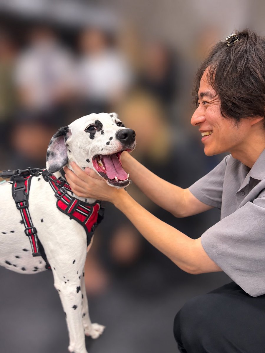 ryota_muraidesu's tweet photo. #101ダルメシアンズ
先日稽古場にDalmatian Cafe 101からダルメシアンのザダルくんが遊びに来てくれました！🐕
初めて触るダルメシアン、毛が短くてサラサラつるつる…そして餌の食べ方が印象的だった。スリムな印象もあり大型犬というよりはカッコいいワンちゃんという印象。
しっぽぶんぶんしてて可愛い…。
稽古場でみんなが歌ってピアノが鳴っててもそこまで驚かずに楽しんでくれてた気がします。
ありがとうザッくん！😊
また遊びに来てねor遊びに行くね！！

@dalmatian_cafe 
@101DalmatiansJP 
#ワンワンは世界を変える