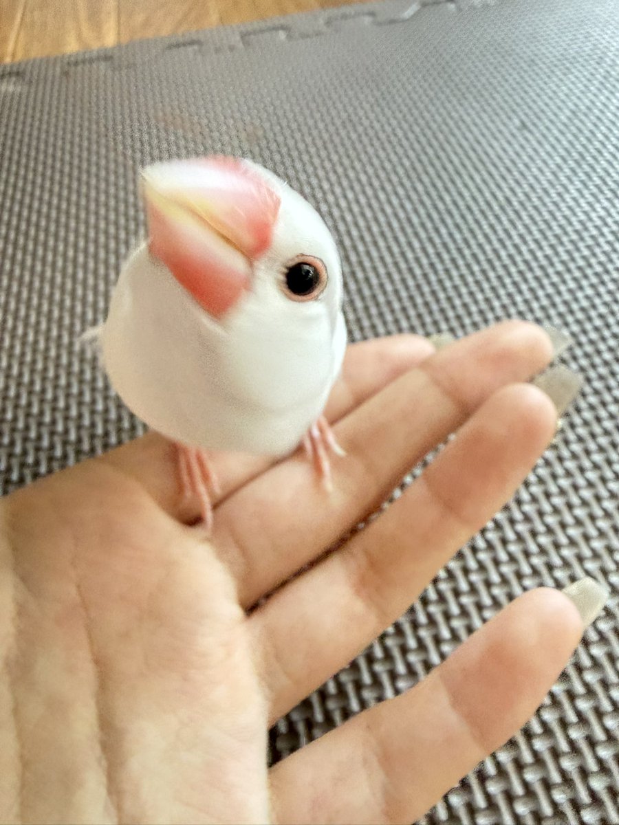 Pekoyvtk's tweet photo. チャビー https://t.co/CVBqqZu93K