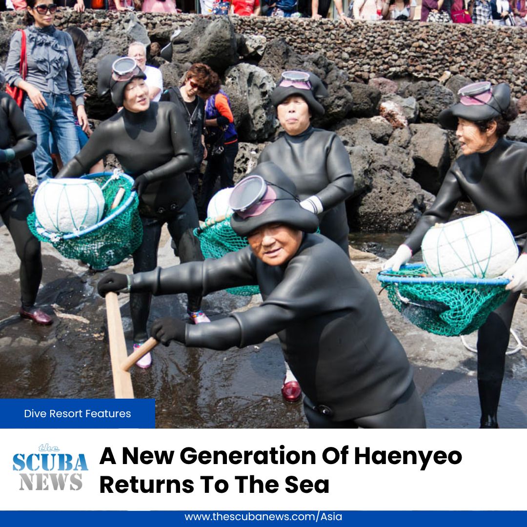 TheScubaNewsAS's tweet photo. A centuries-old Korean diving tradition is finding new recruits.

South Korea's haenyeo descend without breathing apparatus to harvest from the sea, carrying knowledge passed between generations of female divers.

🤿 👉  https://t.co/PI33I4DV2K https://t.co/nc1oBqEutJ