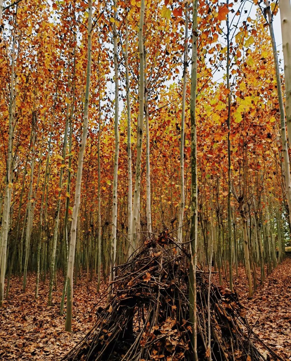 gittm110697's tweet photo. Perfect autumn morning, crisp air, golden leaves crunching underfoot. Nothing beats this cozy weather! https://t.co/6QNqzlCr7H