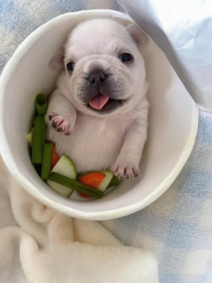 cutestpuppyy's tweet photo. https://t.co/s1zOAc0vXo
