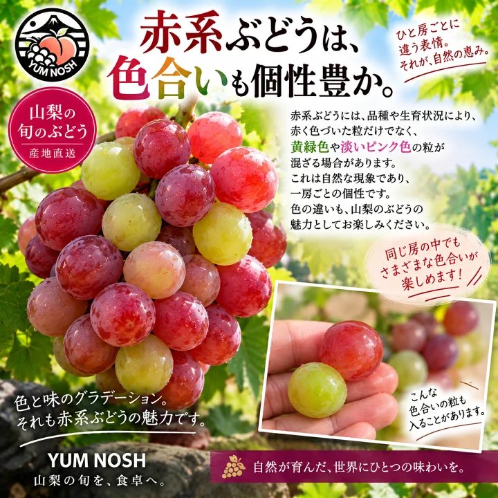 YUM_NOSH_FFC's tweet photo. 世界農業遺産・山梨県峡東地域から、旬の味わいをお届けします。

#山梨 #ぶどう #スカーレット #赤ぶどう #YUMNOSH https://t.co/539mSPctgY