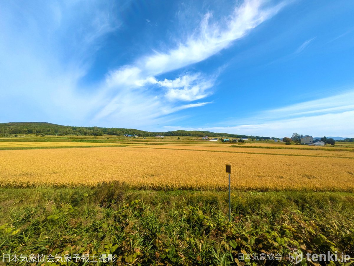 tenkijp's tweet photo. 【今日は #秋の社日🌾】
9月21日は秋の社日です。秋の社日は、土地の神様にその年の収穫を感謝する日です。地域によっては、農作業を休んだり、土をいじることを控えたりする風習もあります。
写真は日本気象協会の気象予報士が撮影した田んぼです。実りの秋を感じますね📷 https://t.co/BdsT3cwI0M