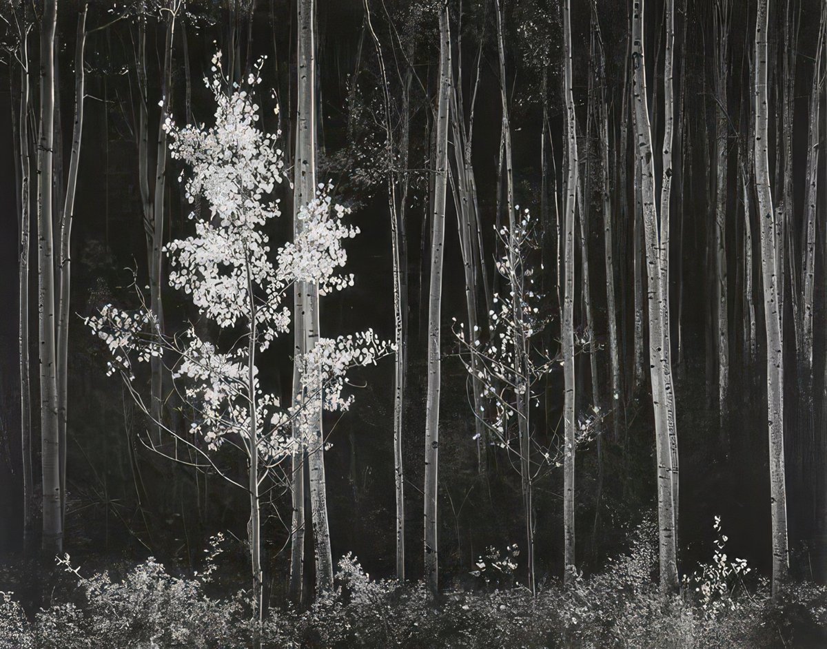 FloydSnyder9's tweet photo. 😍 Aspens Northern New Mexico by Ansel Adams 😍 https://t.co/SWfEWkIC4z 😍  #AnselAdams #NewMexico #FineArt #Print https://t.co/oWNsBuSGHK
