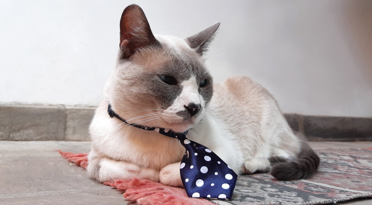 aniskymila's tweet photo. Hoy me toca despedir al ser mas hermoso que conoci en mi vida.
Después de 18 años juntos, hoy Dylan se fue.

Es muy difícil encontrar palabras para explicar lo que significa despedirme de el, porque Dylan nunca fue simplemente mi gato, fue mi familia, mi compañero y una parte enorme de mi vida. Llegó cuando yo no entendia nada de la vida y desde entonces fuimos, como siempre le dije "vos y yo contra el mundo"

Crecí con el. Estuvo conmigo en algunos de los momentos mas felices de mi vida y tambien en los mas dificiles. Me acompaño cuando no habia nada que pudiera hacer para solucionar lo que me pasaba, salvo quedarse conmigo. Y se quedo. Durante 18 años.

Muchos de ustedes tambien lo conocieron en mis streams, fotos, historias y probablemente interrumpio mas de una cosa porque, por supuesto, todo tenia que suceder segun los terminos de Dylan. 
Fue parte de este espacio durante tantos años que se que para algunos de ustedes tambien va a resultar extraño saber que ya no esta.

Estos últimos días hice todo lo que estuvo a mi alcance por el, para ayudarlo pero hoy solo pude acompañarlo hasta el final. Se fue en casa, conmigo a su lado, mientras sostenia su patita y le decia cuanto lo amaba, lo orgullosa que estaba de el y que despues de tanto pelearla ya podia descansar.

Hoy mi casa se siente inmensa, silenciosa y un poquito mas fria sin el.

Pero no quiero que su despedida se trate solamente de la tristeza de haberlo perdido. 

Tuve la suerte enorme de compartir 18 años con un gato absolutamente insoportable, caprichoso, mordedor, demandante y maravilloso que me quiso a su manera y al que yo ame con todo lo que tenia.

Gracias a todos los que alguna vez preguntaron por el, se rieron de alguna de sus apariciones, lo vieron crecer conmigo o simplemente supieron que detras de camara probablemente habia un gato ocupando un lugar donde no debia, como siempre lo hacia el.

Y gracias a vos, Dylan, por elegirme durante toda una vida.

Espero haber estado a la altura de todo el amor que me diste.

Descansa mi popito, te lo ganaste.

Vos y yo contra el mundo, para siempre🤎