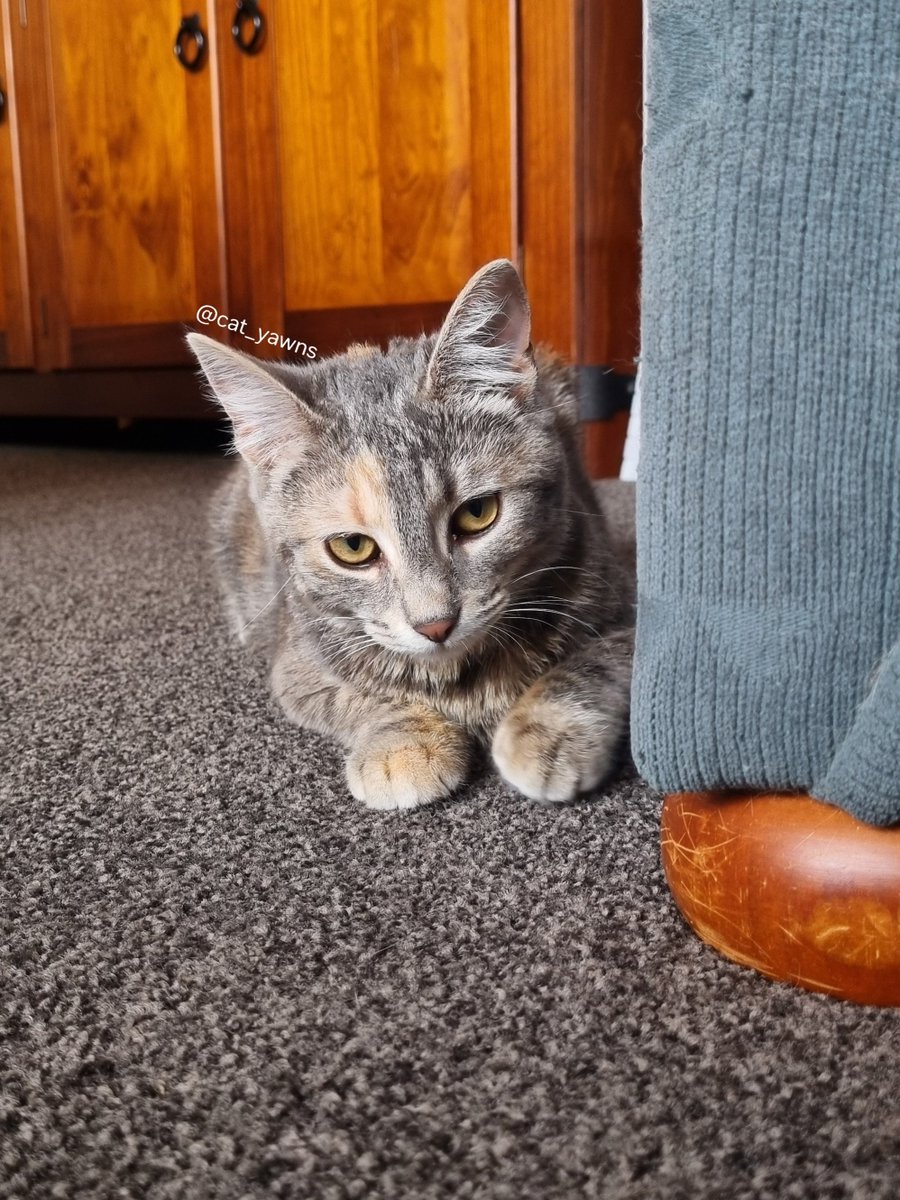cat_yawns's tweet photo. Stanza is not happy. I had a shower, which means that she had to spend a whole 10 minutes by herself https://t.co/SZJBdIddnb