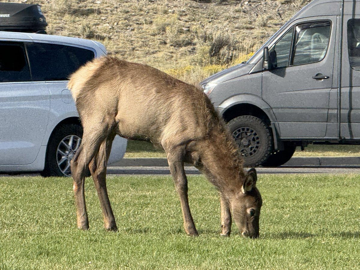 Calico_Reese's tweet photo. 12 years later… I’m home #yellowstone June 2014 vs Sept 2026 https://t.co/Akps10M3fP