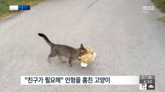 weirdnlovely's tweet photo. 친구가 필요해 인형을 훔친 고양이 https://t.co/fQlGCfjLZb