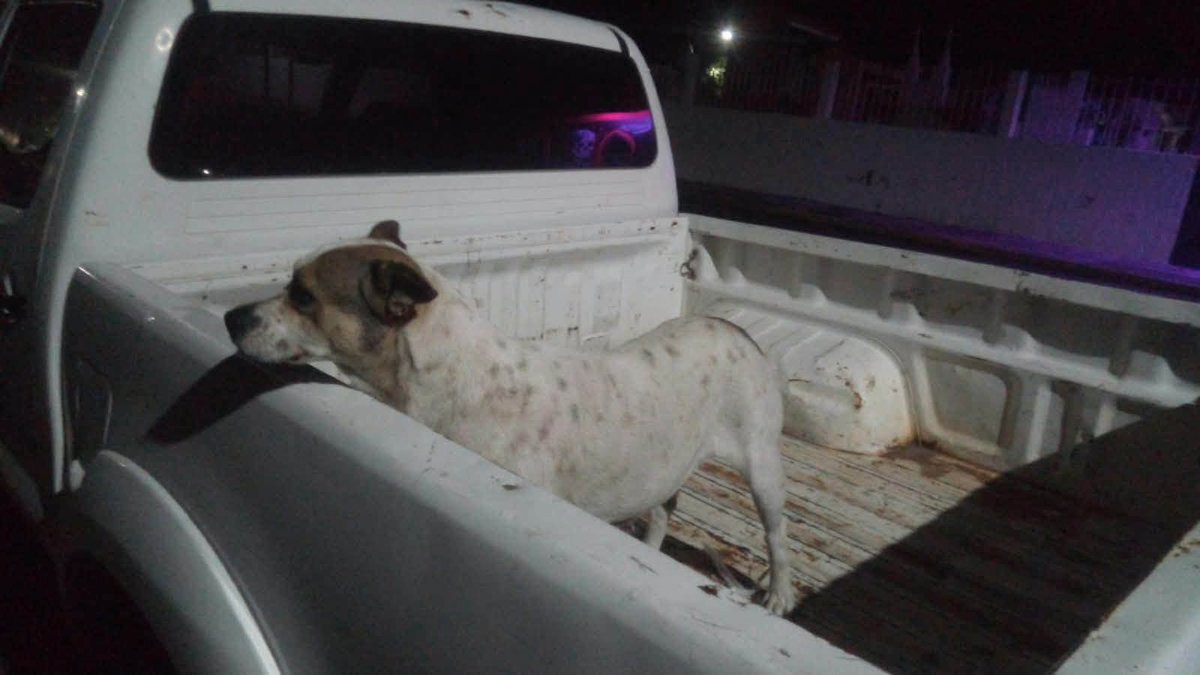VILLALVAZO13's tweet photo. ¡Qué coraje! 🤬

En #Tanhuato, Michoacán, dos perritos de la calle fueron agredidos con agua hirviendo por un desgraciado. 

La fiscalía del estado ya busca a ese #HijoDeLaChingada. https://t.co/5YYgoHgLsG