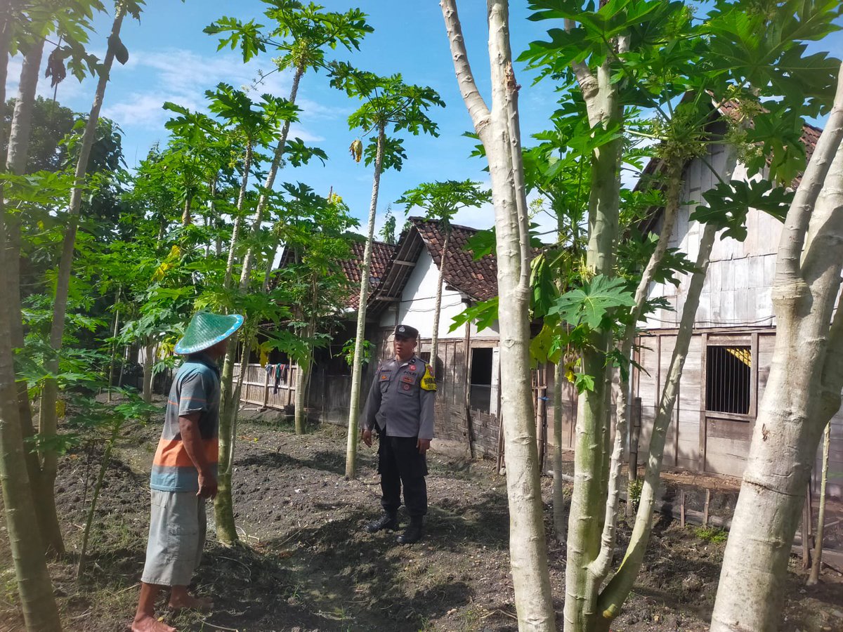 PadasPolsek's tweet photo. Bhabinkamtibmas Pangkur Monitoring Lahan Pepaya, Dukung Ketahanan Pangan Warga

Bhabinkamtibmas Desa Babatan Polsek Pangkur Aiptu Edi S melaksanakan sambang sekaligus monitoring pemanfaatan lahan milik Sdr. Suparjo di Dusun Kasren RT 01 RW 01, Desa Babatan, Kecamatan Pangkur, https://t.co/BoLkGfQ4TV