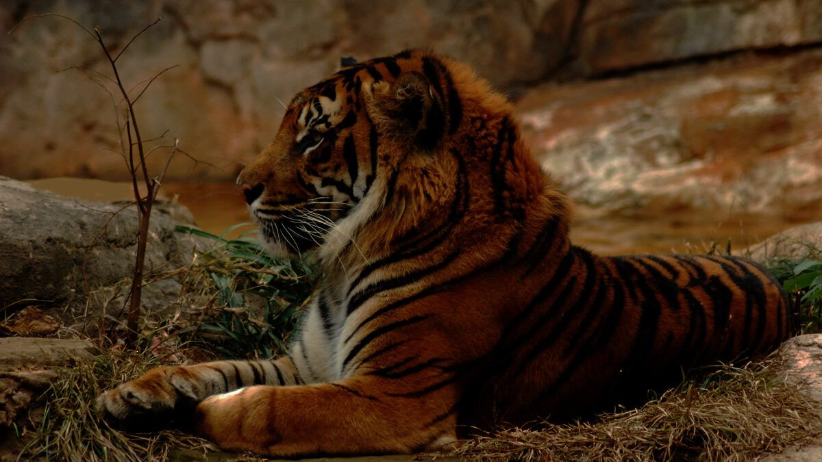 event_checker's tweet photo. 上野動物園が20時まで開園🌙

「秋の夜のどうぶつえん」開催

夜の動物たちを観察したり
園内の自然に囲まれて食事やお酒を楽しんだり

昼間とは違う夜の動物園を満喫

📅 10/9(金)-12(月祝)
📍 上野動物園

→ https://t.co/nvGqfOhOSc https://t.co/beJU8xRixR