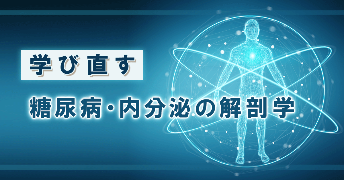 DMRG_practice's tweet photo. 眼の解剖学 ―糖尿病・内分泌疾患を読み解くための基礎知識― 
篠田啓先生

#糖尿病網膜症 #甲状腺眼症 眼球の三層構造や網膜循環、血液網膜関門(BRB)といった基礎解剖から、糖尿病網膜症や甲状腺眼症、下垂体腫瘍による視野障害との関連を概説しています。

▼全文を読む▼
https://t.co/YHavNwHn7K https://t.co/IzFn0KB0Si