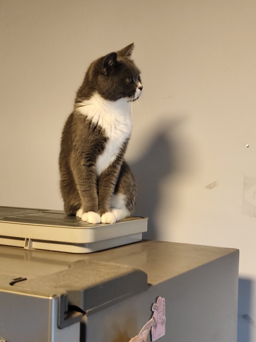 t22589845's tweet photo. 想家猫了。我要撸猫我要撸猫我要撸猫 https://t.co/sGo9jfeeyL