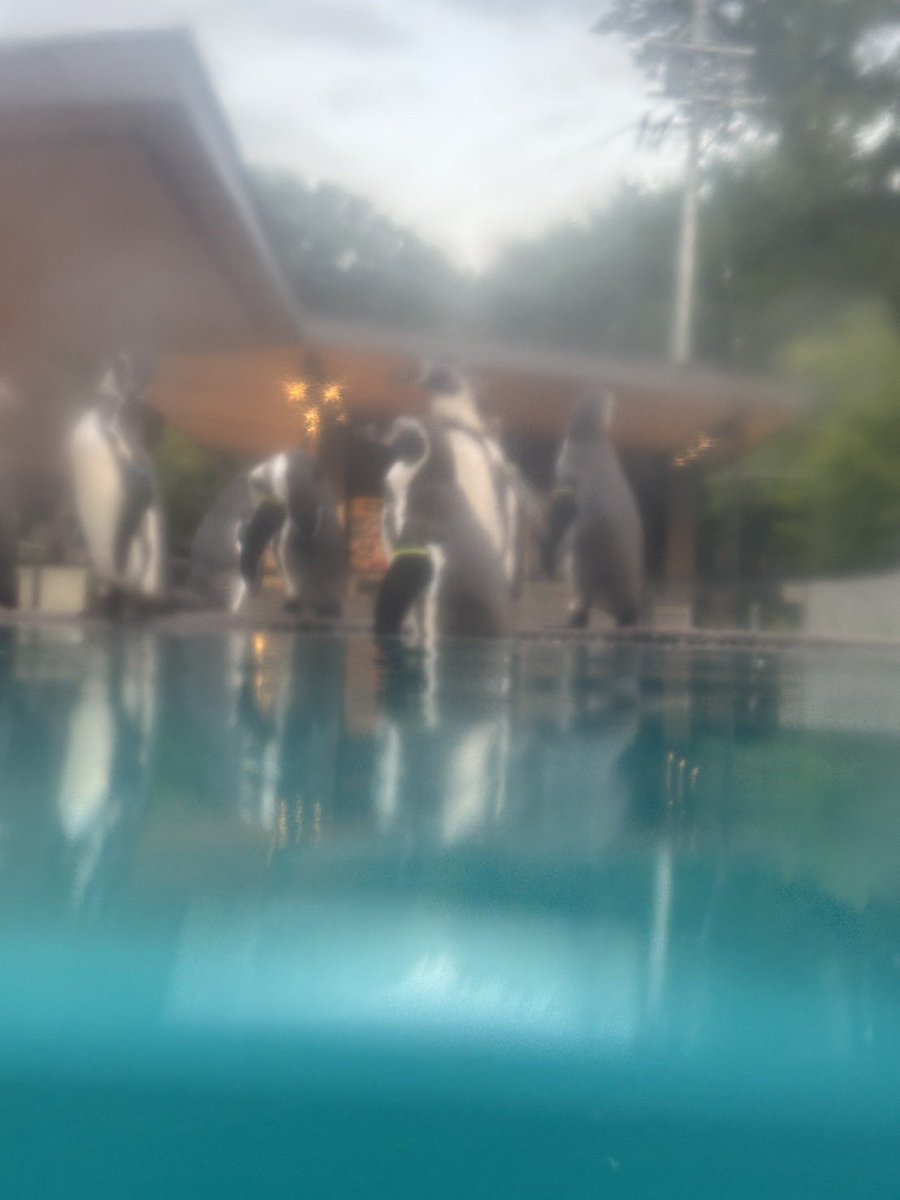komorozoo's tweet photo. 前回の可愛い足とおしりの動物は……

正解はフンボルトペンギンの【こむぎ】でした！🐧

#小諸市動物園
#100周年
#ちょっと難しい
#クイズ https://t.co/h2t86lI4wo